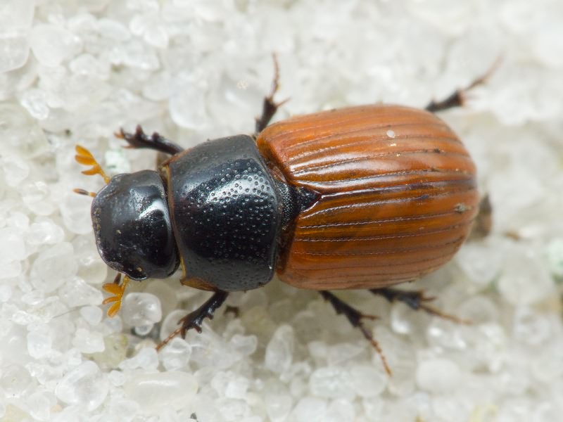 Scarabaeidae Latreille, 1802